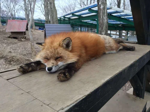 Image: sleepy time…