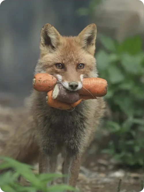 Image: I've got the things for the soup