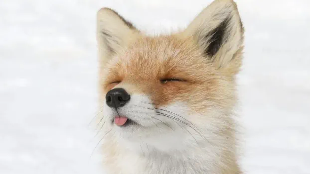 Thumbnail: Furries are cool